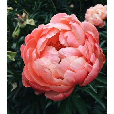 Pivoňka Coral Sunset Paeonia lactiflora prodej cibulovin 1 ks