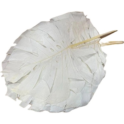 Monstera stabilizovaná bílá 4 ks