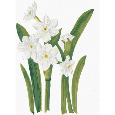 Zuty Malování podle čísel BÍLÉ NARCISY ALEXANDRIA GILBERT