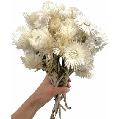 Helichrysum vestitum, slaměnka bílá, svazek 45g