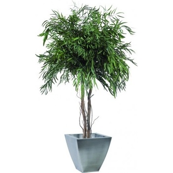 Nicoly crown 200 cm