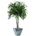 Nicoly crown 200 cm