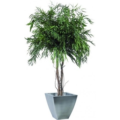 Nicoly crown 130 cm