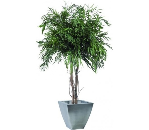 Nicoly crown 200 cm