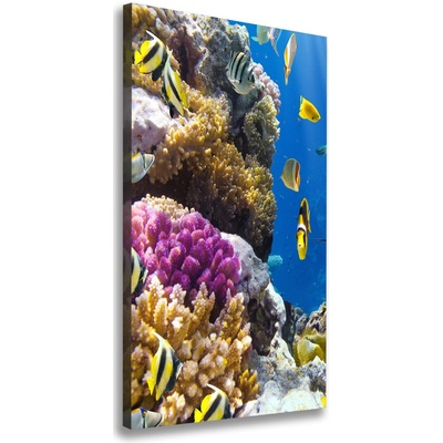 Vertikálny foto obraz canvas Koralový útes 50x100 cm