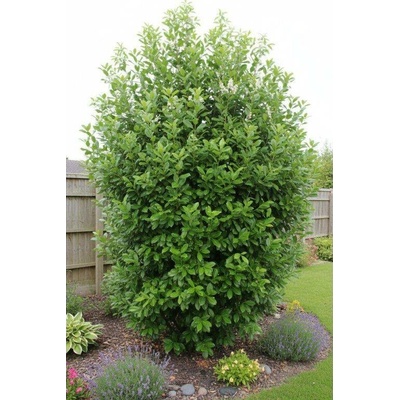 Bobkovišeň lékařská 'Rotundifolia'