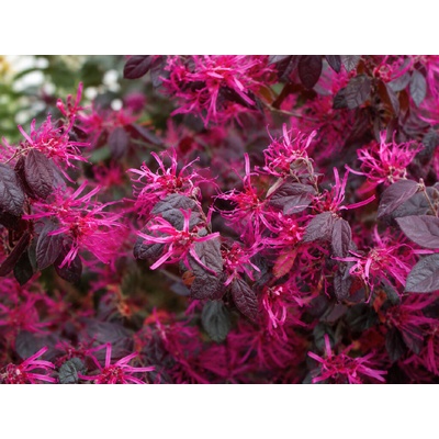 Loropetalum čínske Rubra na 80-90 cm kmienku, výška 150-180 cm, kvetináč 35 l