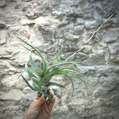 Tillandsia flexuosa vivipara