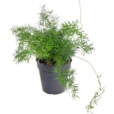 Chřest hustokvětý, Asparagus sprengerii, průměr květináče 12 cm