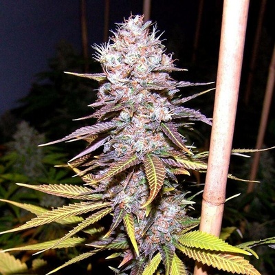 Soma Seeds Lavender semena neobsahují THC 3 ks