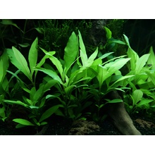 Hygrophila siamensis