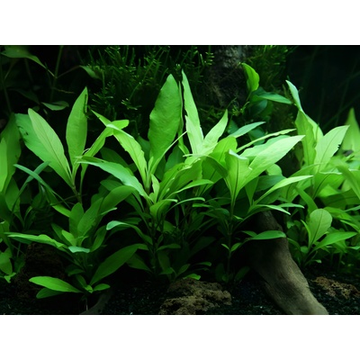 Hygrophila siamensis