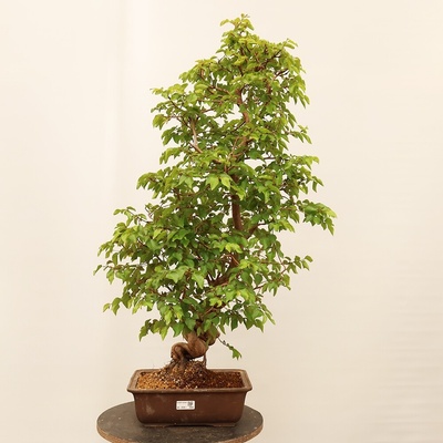 e-bonsai Venkovní bonsai -Carpinus Coreana - Habr korejský