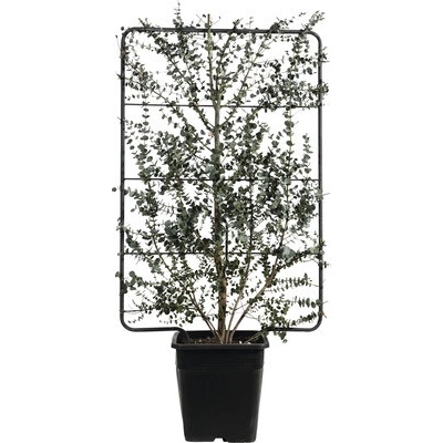 Eukalyptus gunnov na mriežke FloraSelf Eucalyptus gunnii 'Azura' výška 120 x šírka 80 cm kvetináč 30 l