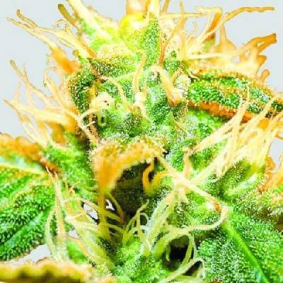 Nirvana Jock Horror regular semena neobsahují THC 10 ks