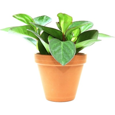 Gardners Peperomia Clusifolia Red Margin, průměr 14 cm Peperomie, pepřinec