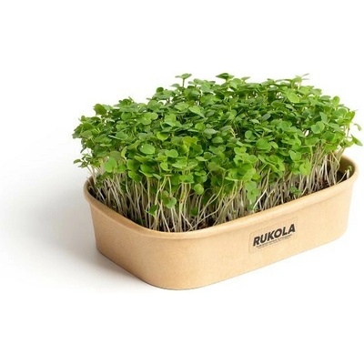 Sada na domáce pestovanie microgreens Rukola