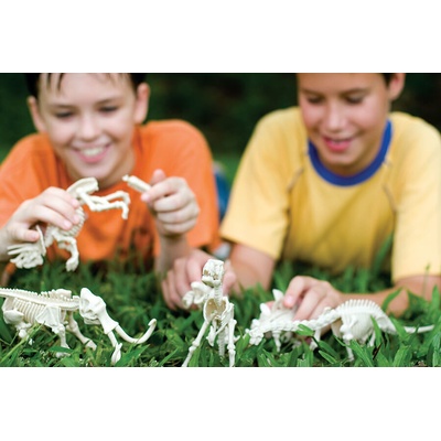 4M Dinosaur skeleton velociraptor