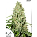 Dutch Passion Think Fast semena neobsahují THC 10 ks