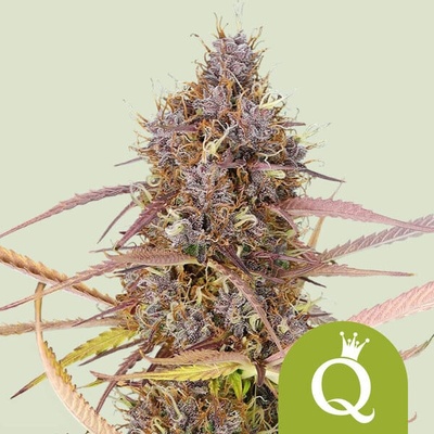 Royal Queen Seeds Purple Queen Automatic semena neobsahují THC 3 ks