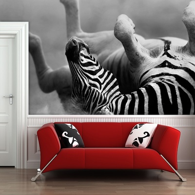 Tapeta SABLIO Válející se zebra, rozměry 336x220 cm