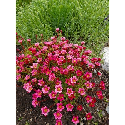GREENBOSS FLOWER Lomikámen - Alpino Pink Průměr květináče: 9 až 12 cm