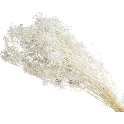 Gypsophila dream star 100 g - bílá