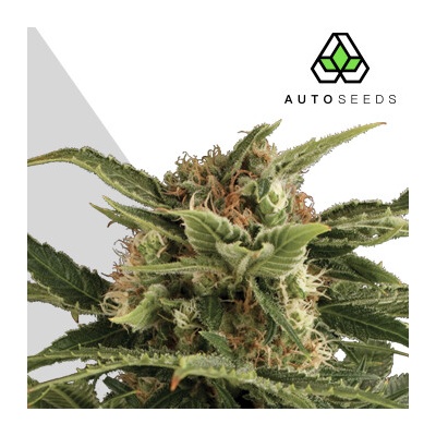 Auto Seeds Pounder Auto semienka neobsahujú THC 5 ks