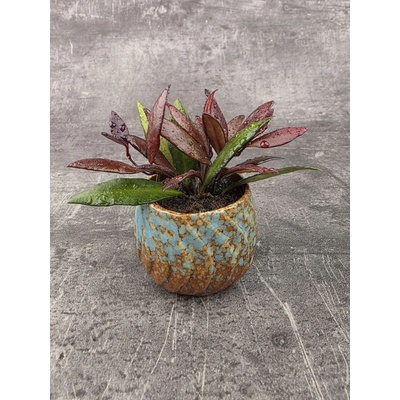 Hoya Red Maroon mini