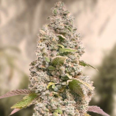 High Speed Buds Gorilla Cookies Fast semena neobsahují THC 3 ks