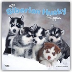 Browntrout Verlags GmbH Siberian Husky Puppies - Siberian Husky Welpen 2026 - 16-Monatskalender | BrownTrout Publishers Inc