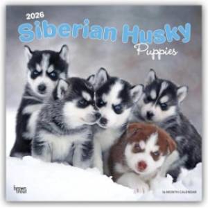 Browntrout Verlags GmbH Siberian Husky Puppies - Siberian Husky Welpen 2026 - 16-Monatskalender | BrownTrout Publishers Inc