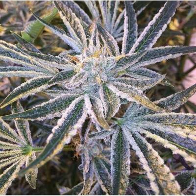 The Cali Connection Fruit Tree semena neobsahují THC 6 ks