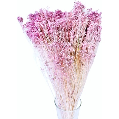 Stabilizovanéý Broom Bloom lila, kytice/svazek 50g