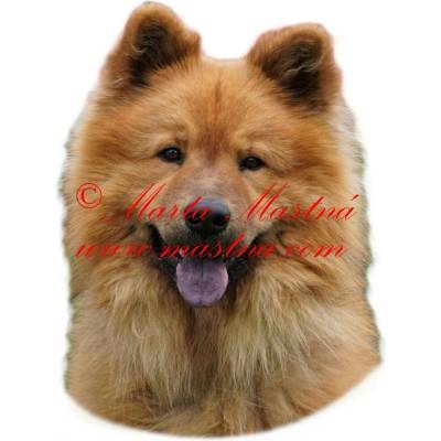 Samolepka eurasier - archiv 502