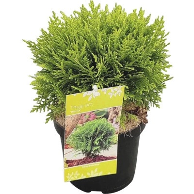 Tuja západná Thuja occidentalis 'Danica' 20-30 cm kvetináč 2,5 l