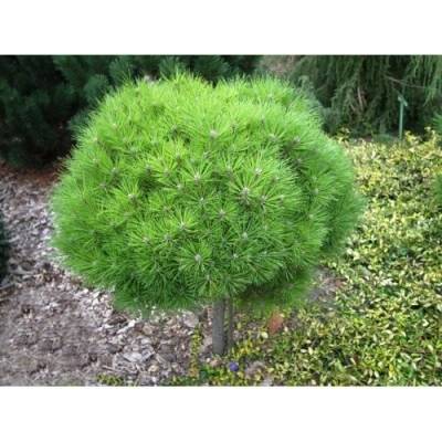 Borovica horská (Pinus mugo) 'BENJAMIN' - výška 90-100 cm, kont. C5L - NA KMIENKU