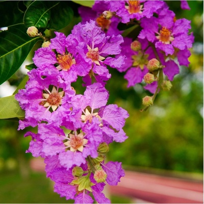 Lagerstroemie nádherná - Lagerstroemia floribunda - semena - 7 ks