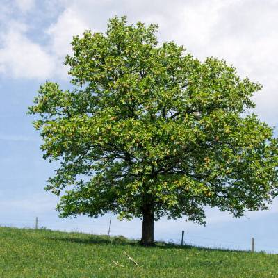 Dub letný (Quercus robur) - výška 80-100 cm, kont. C5L