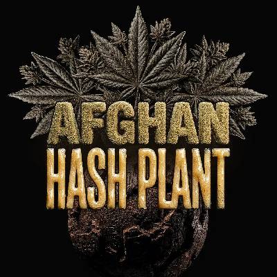 Barney´s Farm Afghan Hash Plant Auto semienka neobsahujú THC 1 ks