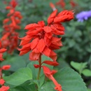 Šalvěj zářivá Johannisfeuer - Salvia splendens - semena - 15 ks