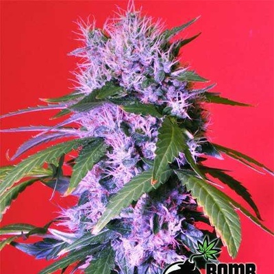 Bomb Seeds Berry Bomb semienka neobsahujú THC 10 ks