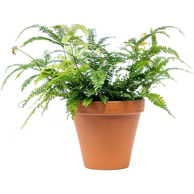 Gardners Adianthum mix, průměr 8,5 cm Netík