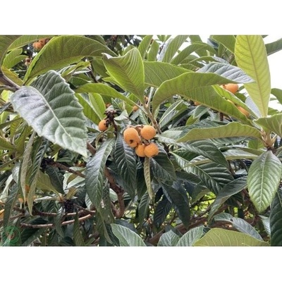 Mišpuľa japonská (Eriobotrya japonica) - výška 80-100 cm, kont. C15L (-12°C)