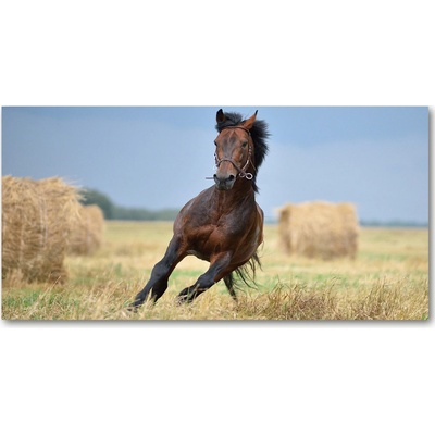 Foto obraz sklo tvrzené Kôň v cvale 100x50 cm