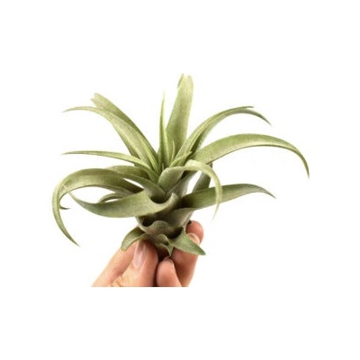 Tillandsia capitata peach green