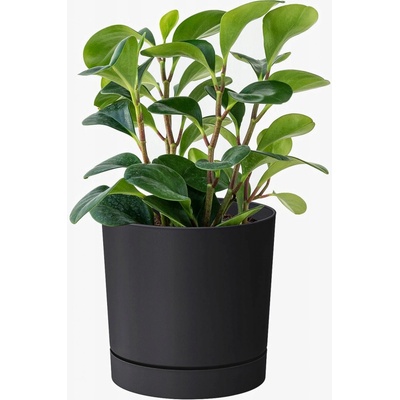 Prosperplast Květináč plast černý, šedý 30 x 30 x 28 cm