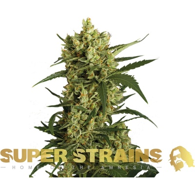 Super Strains Crackers semienka neobsahujú THC 3 ks