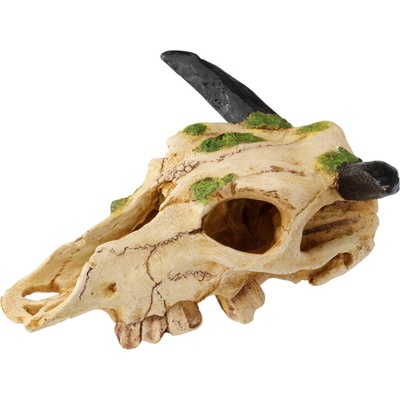Duvo Lebka Carabao skull 22 cm