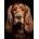 Norimpex - Puzzle Diamant painting: Irish Setter 30x40 cm - 1 - 39 piese